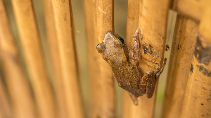 Close up of Beautiful Frog on Dry Bamboo Stick. Top Short Perspective. Koh Tao, Thailand