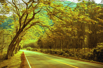 Obraz premium Beautiful road in the beautiful trees