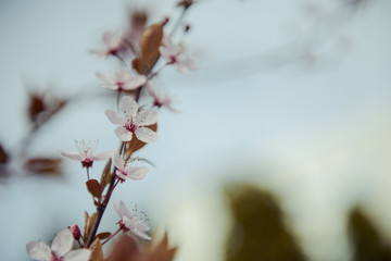 branches of a blossoming tree