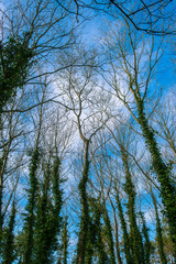 tree covered with ivy