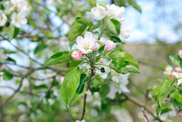 beautiful apple spring blossom tree in nature