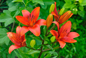 red lily macro in summer day