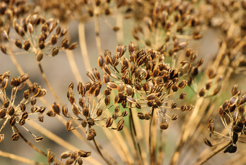 fennel seeds in the garden
