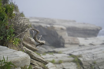 Rocky Coast in Fog