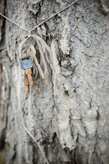 lostness old keys hung in a prominent place on the tree