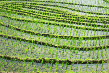 terraced fields