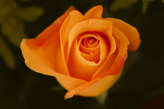 ROSA NARANJA
