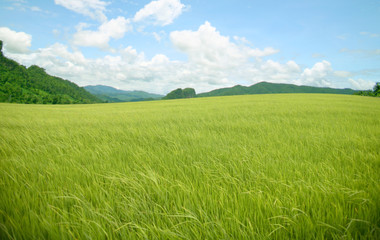agriculture rice mountain