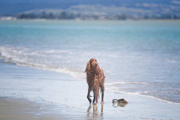 Red Setter On Beach