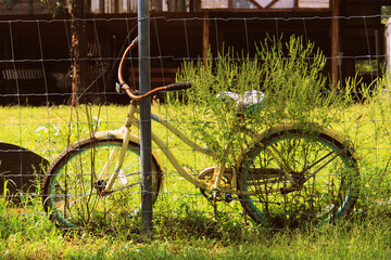 Old bicycle 