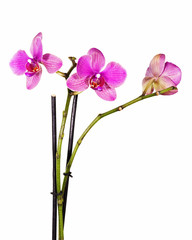 Very rare purple orchid isolated on white background. Closeup.