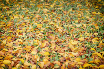 Yellow and brown leaves on the lawn in autumn.