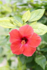 Red hibiscus flowers blossom in the garden.
