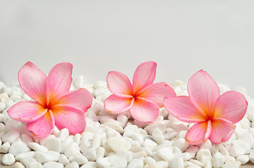 A row of pink frangipani flowers isolated on white pebbles