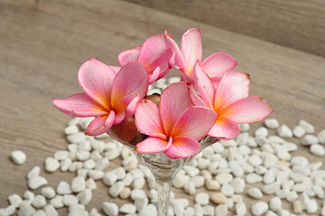 A row of pink frangipani flowers isolated on a white pebble back