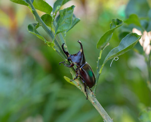 Rhinoceros beetle on tree.