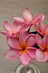 Fototapeta na wymiar A row of pink frangipani flowers isolated on a white pebble back