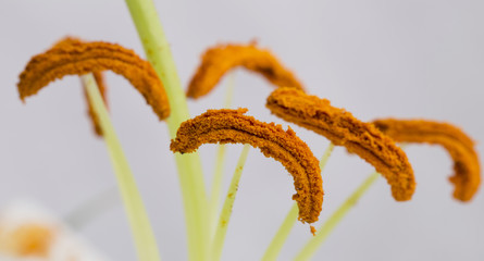 White lily on white closeup in nature