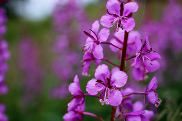 Fototapeta na wymiar flower, purple flower, flower in the garden, Ivan-tea, summertime, small purple flowers