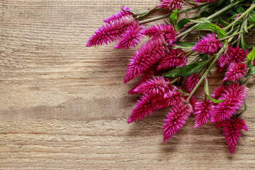 Pink celosia on wooden background