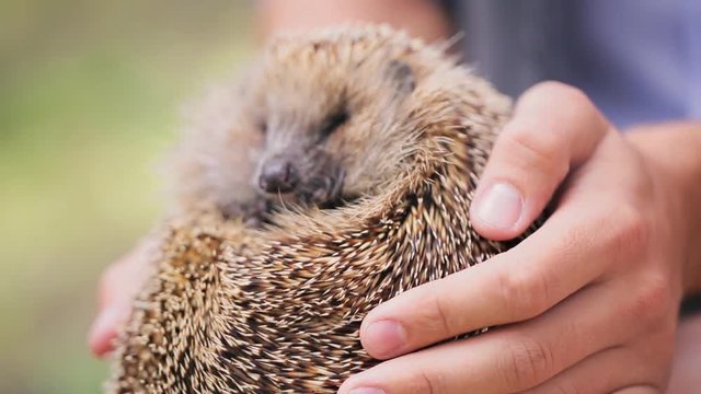 Man holding prickly hedgehog on photosession outdoors