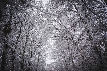 winter forest