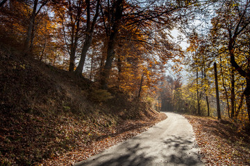 stradina di campagna con alberi in autunno