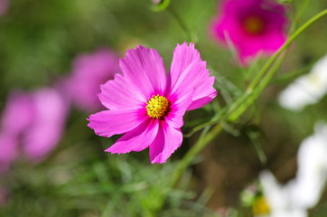 ピンクのコスモスの花