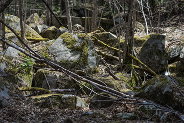 River deep in mountain forest.