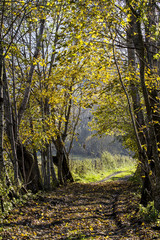 Fototapeta premium stradina di campagna con alberi in autunno