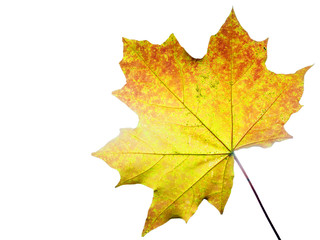 autumn maple leaf isolated on white background