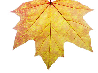 autumn maple leaf isolated on white background