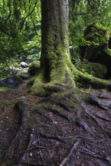 Wet tree trunk and green moss in forest close-up