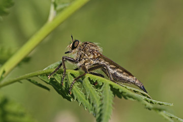 Raubfliege