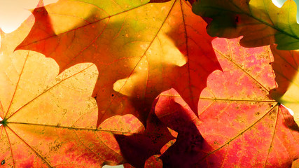 Background group autumn orange maples leaves. Outdoor.