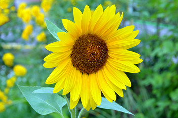 Sunflower