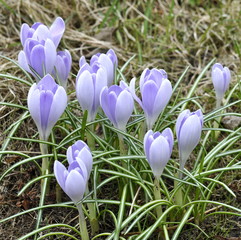 Group of purple crocus flowering in early spring