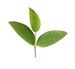 Green tree top isolated on white background.