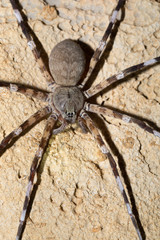Zebra spider Viridasius fasciatus