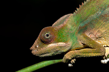 panther chameleon (Furcifer pardalis)
