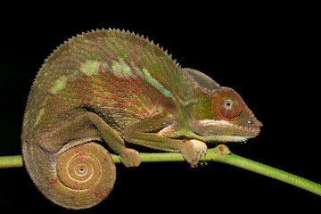 panther chameleon (Furcifer pardalis)