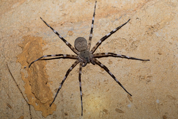 Zebra spider Viridasius fasciatus