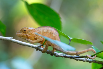 Parson's chameleon (Calumma parsonii)