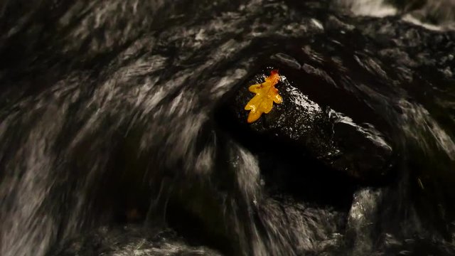 Caught rotten old oak leaf on stone in blurred water of mountain river, first autumn leaves.