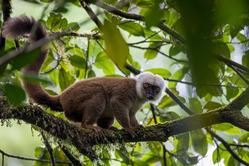 white-headed lemur (Eulemur albifrons) on tree © ArtushFoto