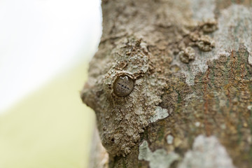 Perfectly masked mossy leaf-tailed gecko