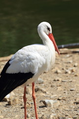 White stork (Ciconia ciconia) close up

