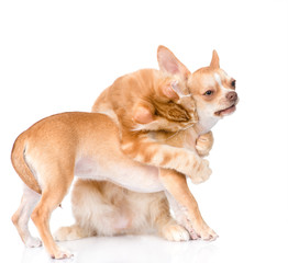 Maine coon cat biting Chihuahua puppy. isolated on white 