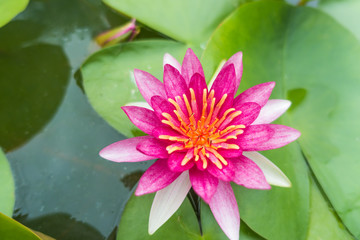 Beautiful pink waterlily or lotus flower in pond, focus lotus