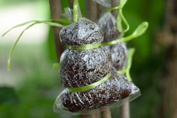 Grafting on tree branch